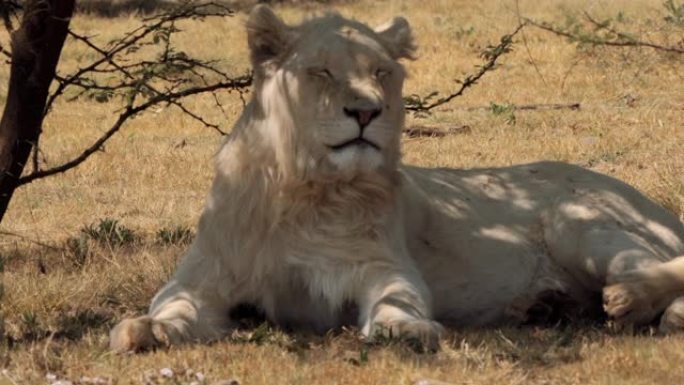南非克鲁格国家公园的白狮特写