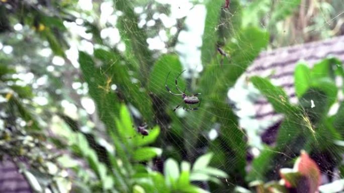 大型金丝球织布蜘蛛在网上爬行。