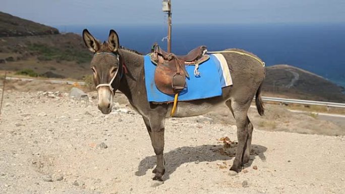 装备驴站在山上，家畜用作运输工具