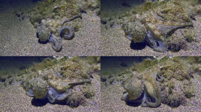 岩石底部的章鱼。