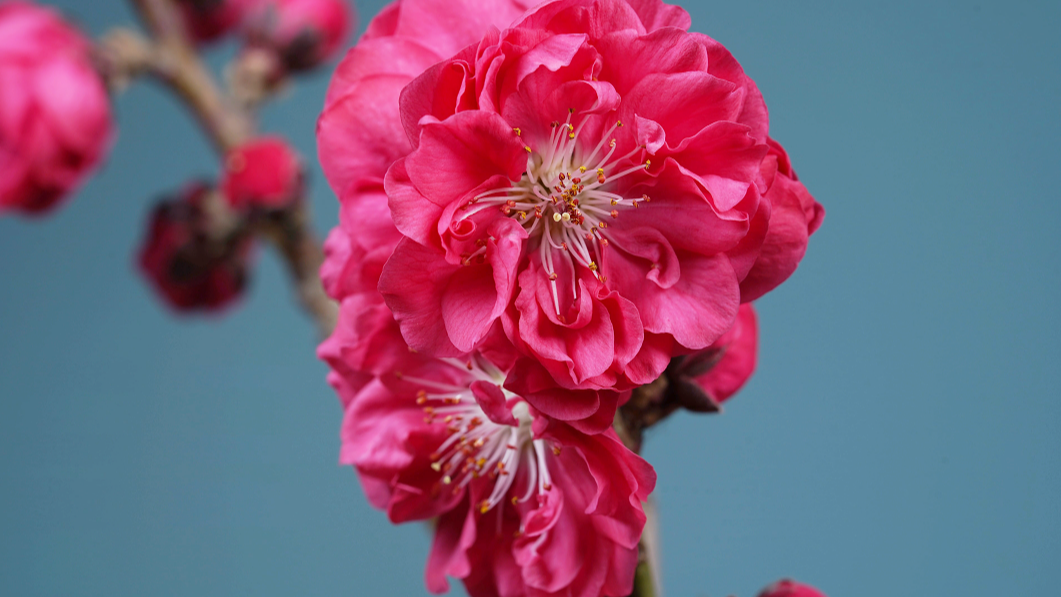 红梅花开 梅花 花开延时