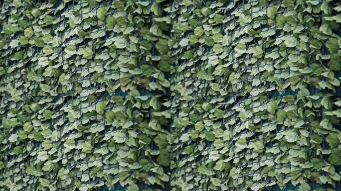塑料假常春藤叶子在铁丝网上用作伪装隐私屏幕墙装饰