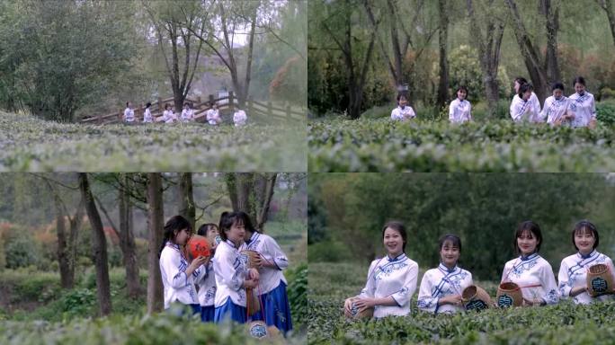姑娘们茶园里采摘茶叶