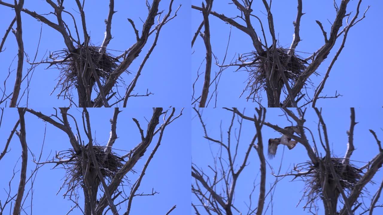 鹰-食蛇者 (Circaetus gallicus，Circaetus ferox) 鹰定居在巢上。