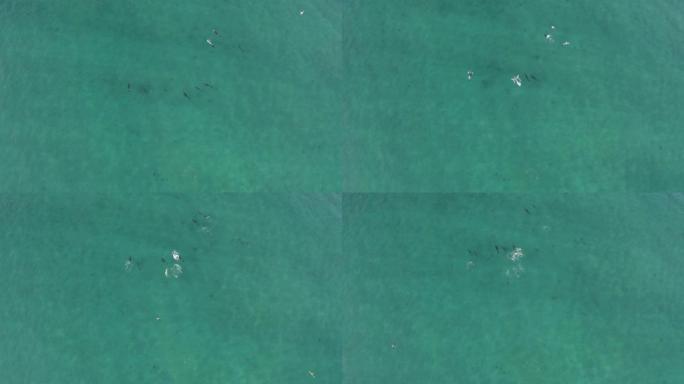 热带蓝色墨西哥海水中的宽吻海豚荚，空中无人机视图