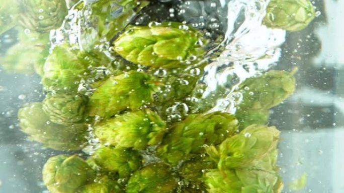 旋转新鲜啤酒花锥体在水中的超慢动作。