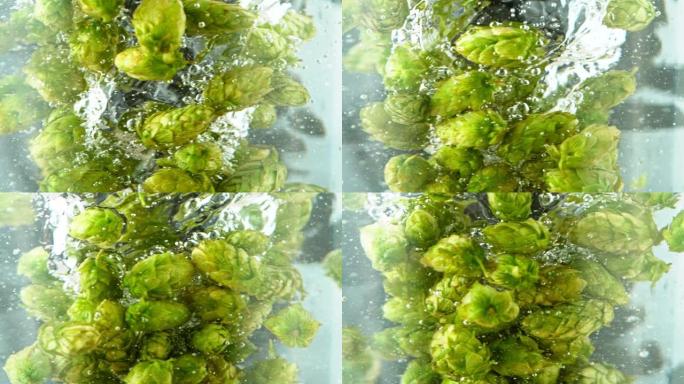 旋转新鲜啤酒花锥体在水中的超慢动作。