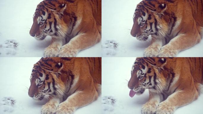 4k120 fps大雄西伯利亚虎的超慢动作视频，雪后寒冬森林中的豹蒂格里斯阿尔泰卡，国家公园豹地，在