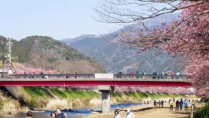 时间流逝: 人们在日本河津河欣赏樱花