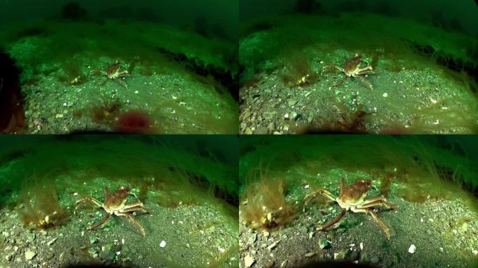 螃蟹生活在巴伦支海。