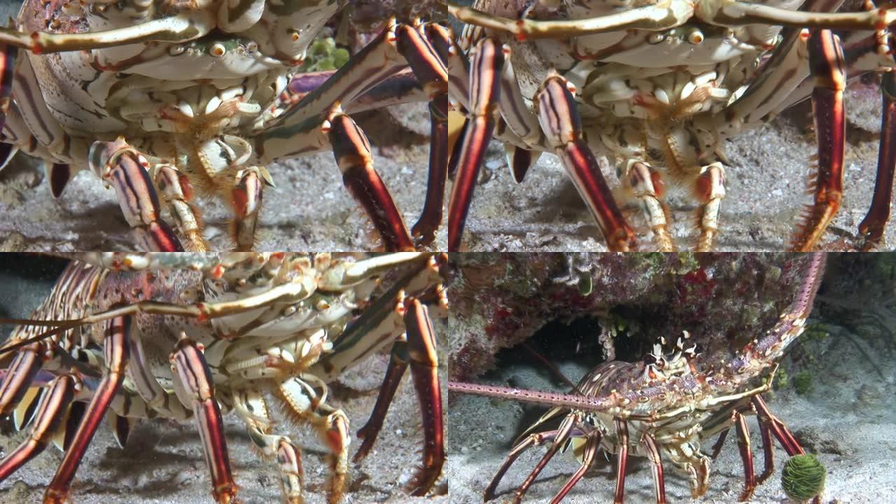 加勒比海水下海底的特写多刺龙虾。