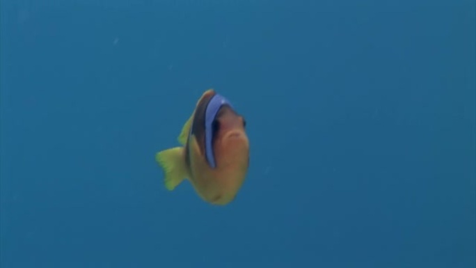 在水下寻找食物的蓝色背景上的珊瑚鱼学校。