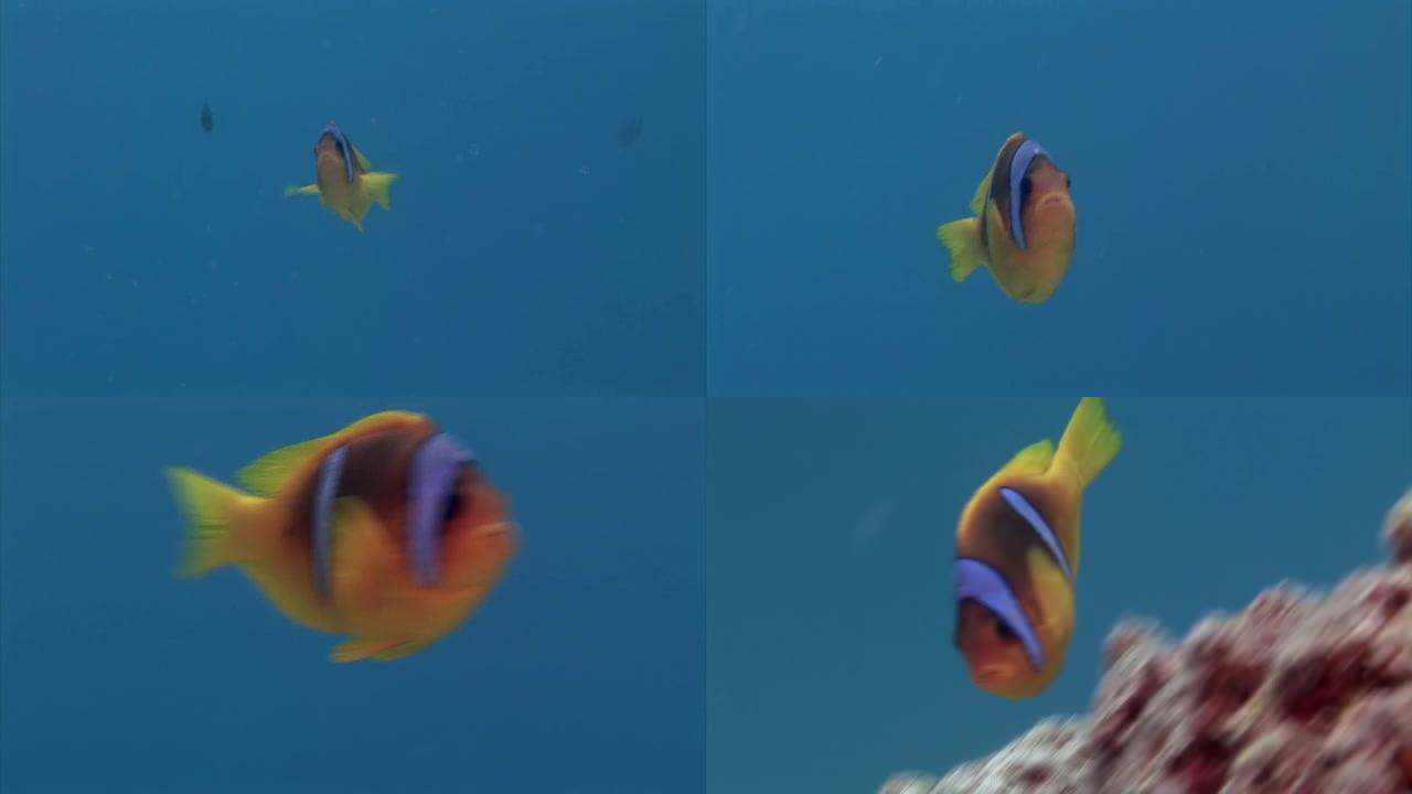 在水下寻找食物的蓝色背景上的珊瑚鱼学校。