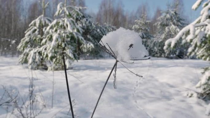 背光冷冻草的特写镜头。背景中的Bokeh，低角度冬季宏观拍摄