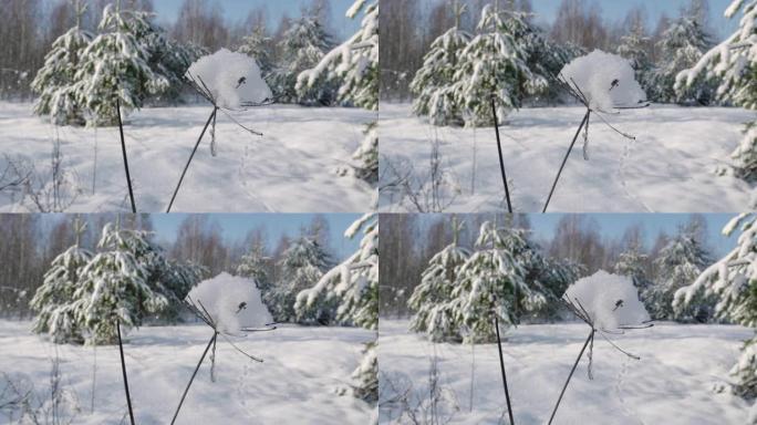 背光冷冻草的特写镜头。背景中的Bokeh，低角度冬季宏观拍摄