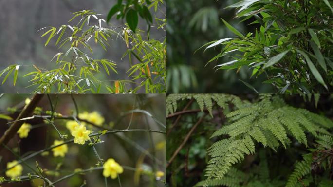 春雨气息