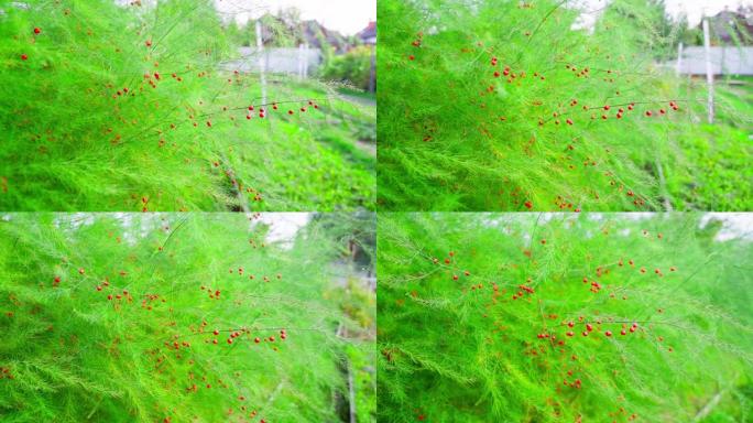 秋天的芦笋与红色浆果特写。随着芦笋的生长，相机在花园床上的平稳运动