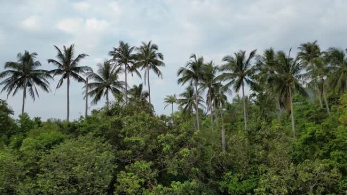 泰国岛上棕榈树的鸟瞰图