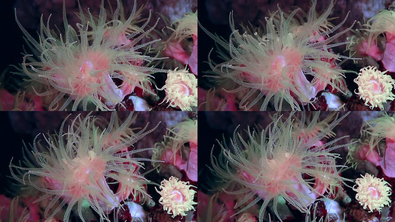 一只红色凸礁蟹在明亮的礁石上移动