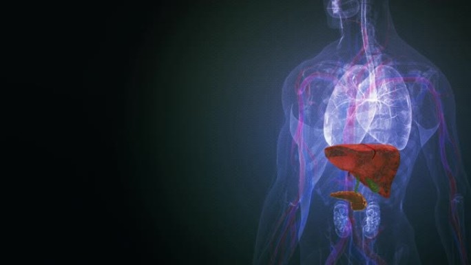 人体肝脏解剖人体骨骼三维动画