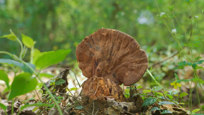 树舌菌类、野生灵芝