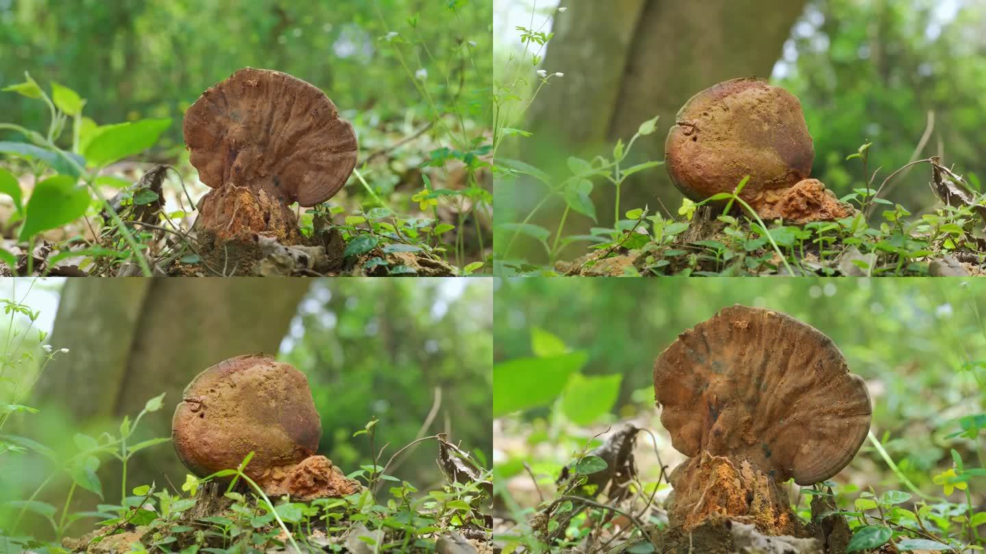 树舌菌类、野生灵芝