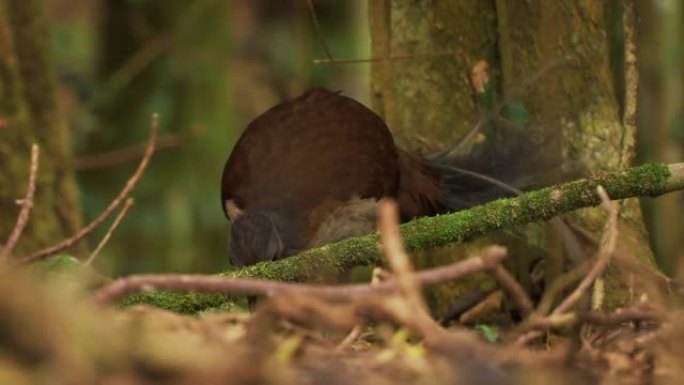 艾伯茨王子Lyrebird-Menura alberti timid pheasant大小的鸣禽是澳