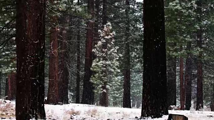 加州红杉森林的降雪