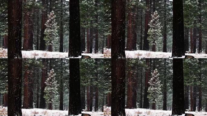 加州红杉森林的降雪