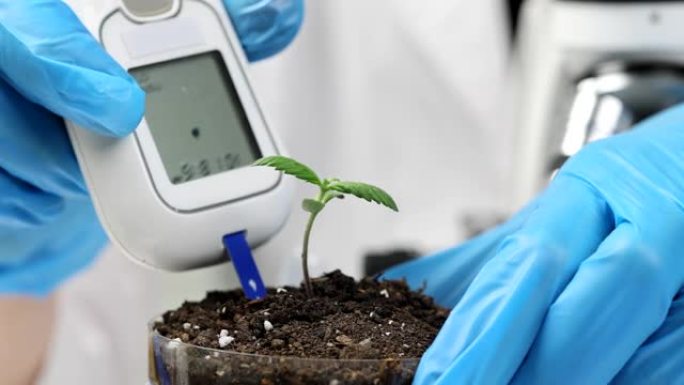 科学家生物学家地质学家戴着手套测量试管中发芽土壤的读数