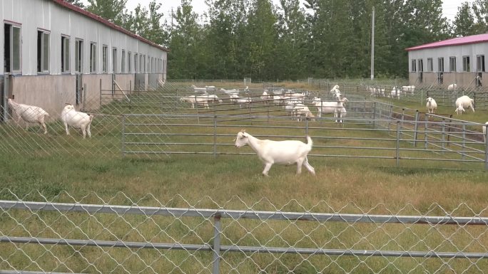 山羊 羊舍外景 运动场 围栏羊群 放牧