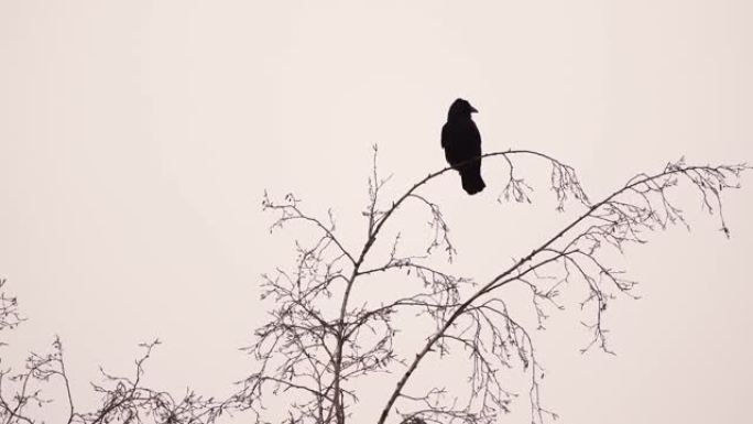 冬天坐在树顶的腐肉乌鸦 (Corvus corone)