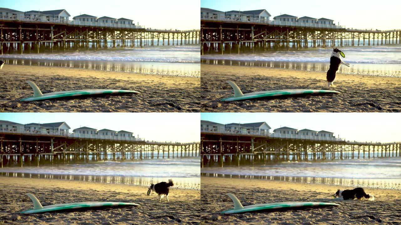 狗在半空中在海滩上抓飞盘