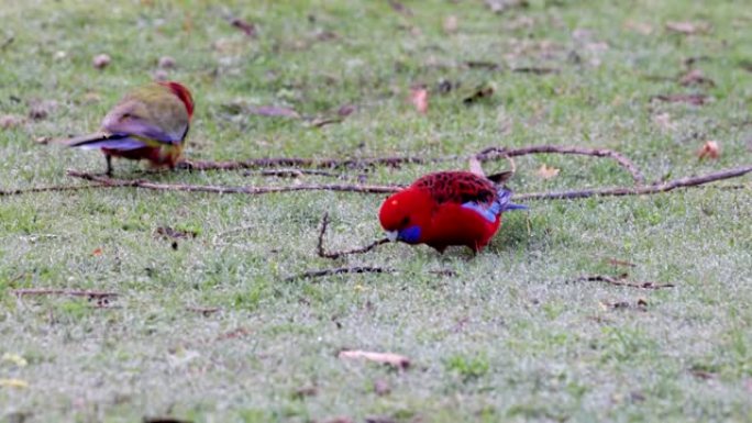 一群成年和少年深红色的罗塞拉斯在公园的地面上觅食