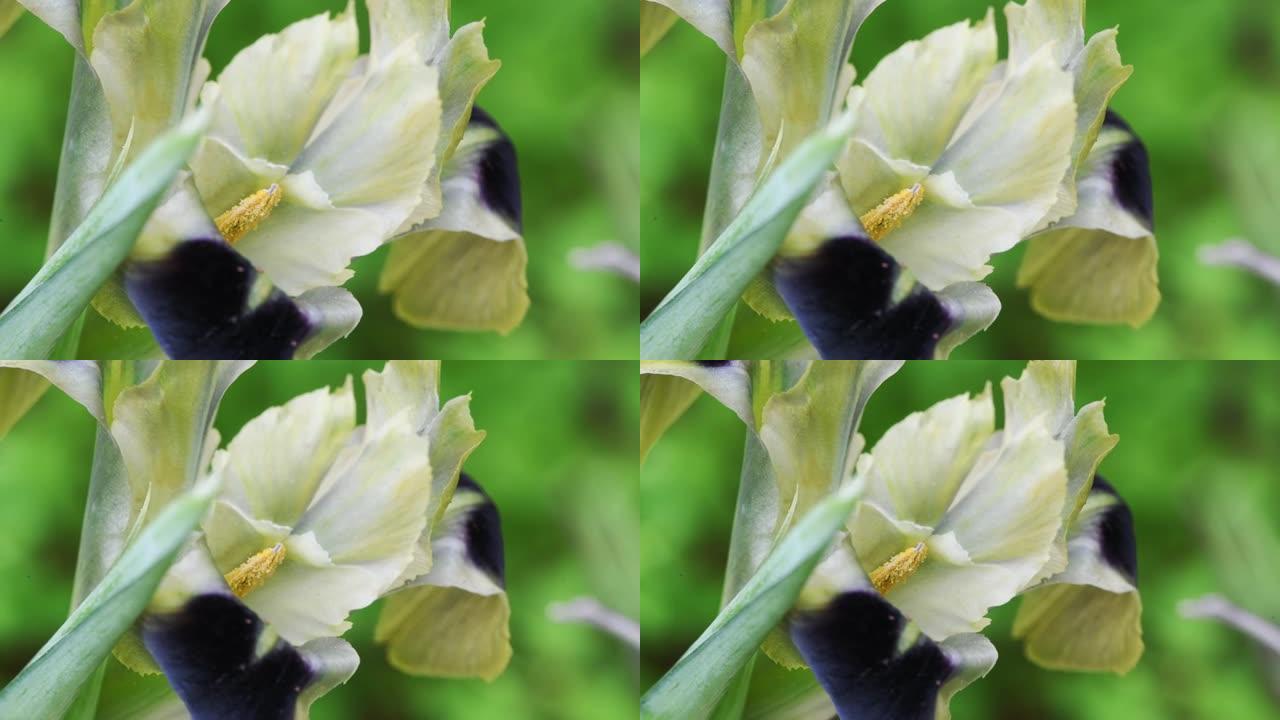 在自然环境中生长的特写野生兰花