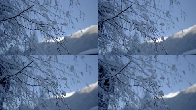 近距离拍摄山上有雪的裸树