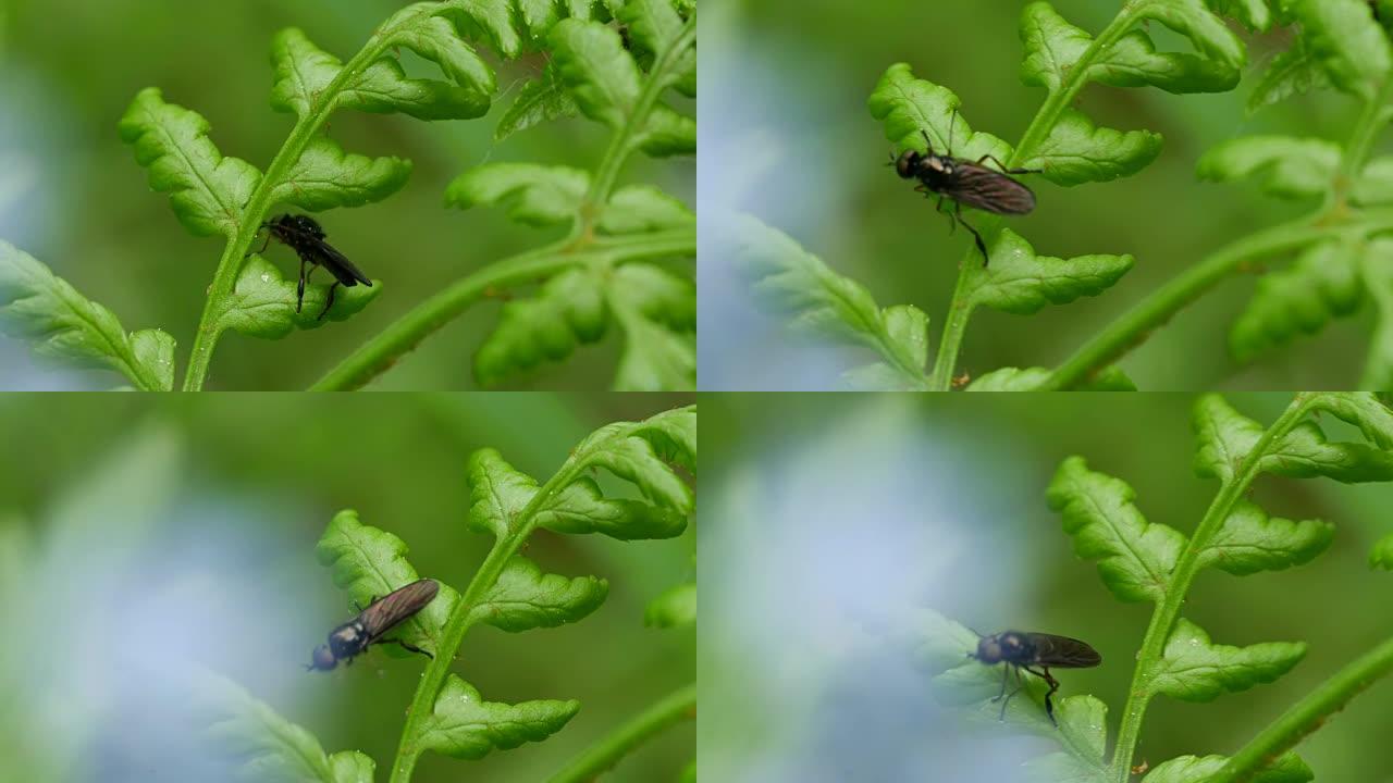 小黑昆虫在多叶植物上爬行