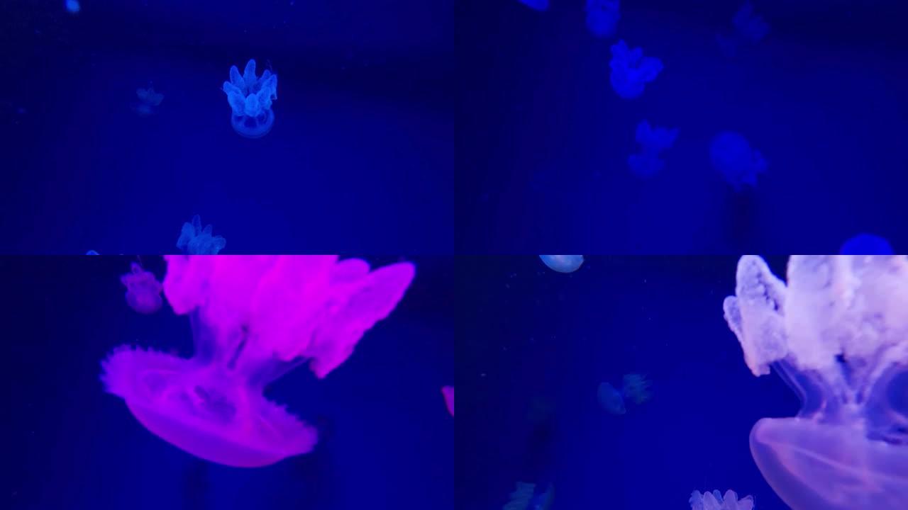 水母在水下游泳，她移动和搅动。