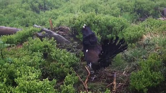 森林中capercaillie (Tetrao urogallus) 的细节