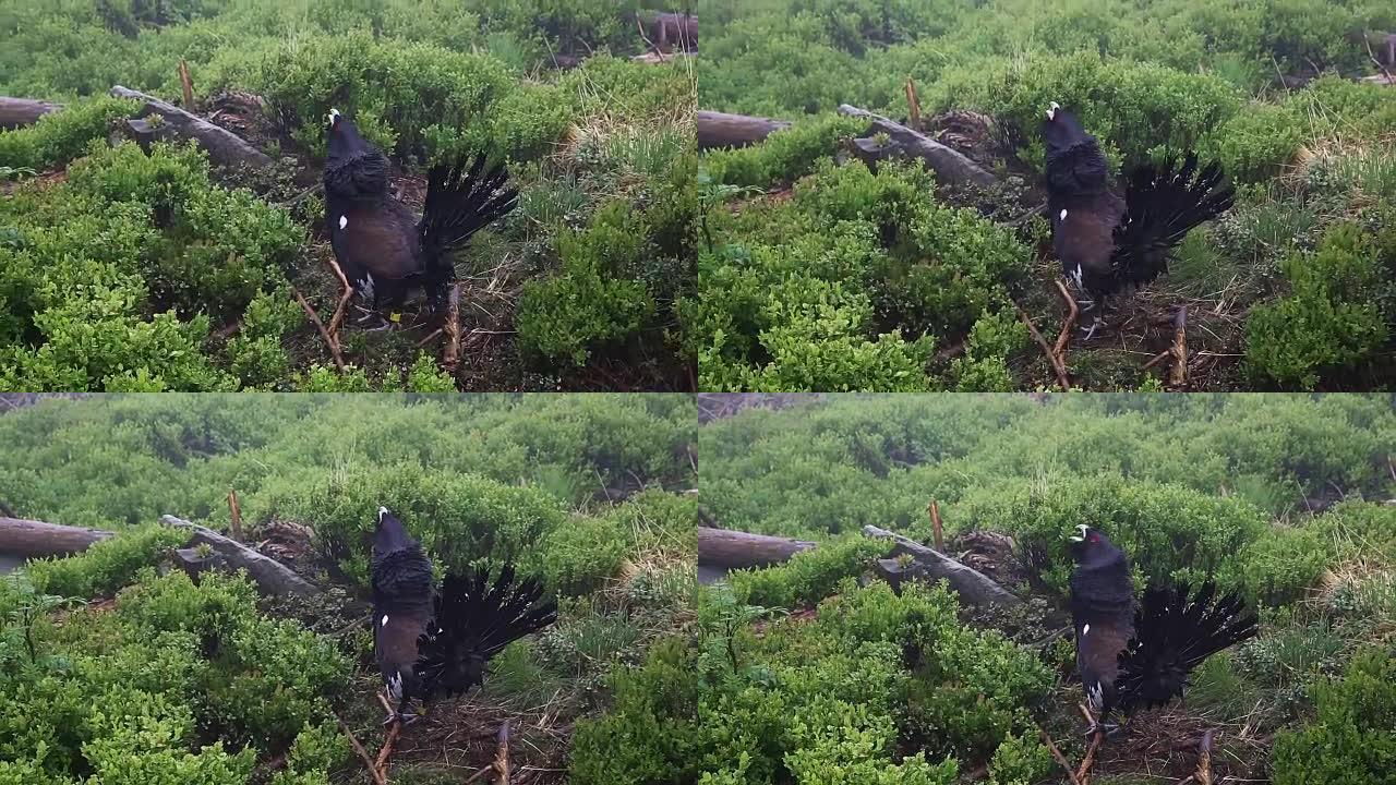 森林中capercaillie (Tetrao urogallus) 的细节