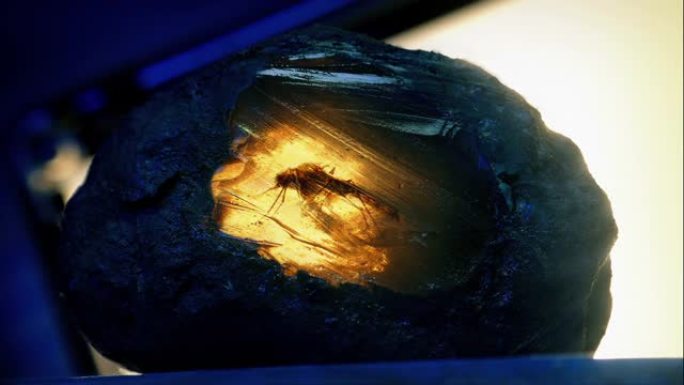 在实验室里点燃的岩石中化石的昆虫