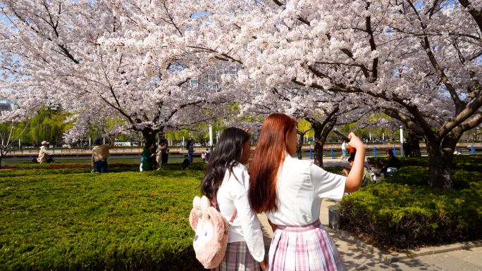 玩自拍的两个女生，拍樱花