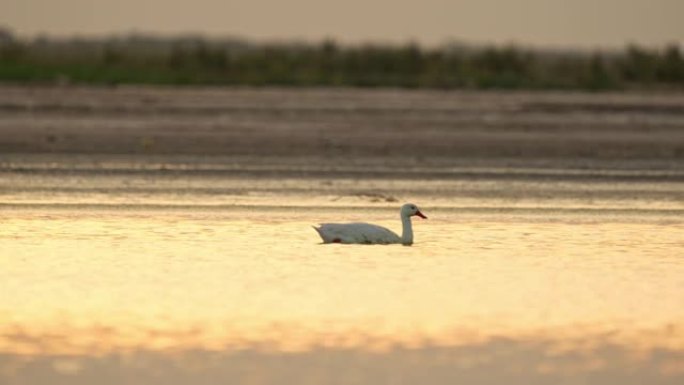 日落时，一群天鹅在湖中游泳的侧视图，光线优美。安森努扎国家公园。4k。慢动作视频。
