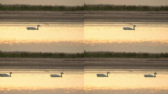 日落时，一群天鹅在湖中游泳的侧视图，光线优美。安森努扎国家公园。4k。慢动作视频。