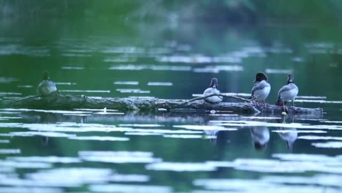 大scaups (Aythya marila) 停在河上倒下的原木上