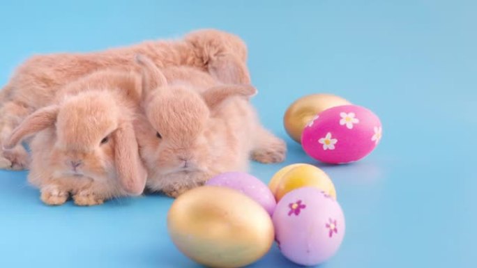 蓝色背景屏幕上带有复活节彩蛋的小兔子
