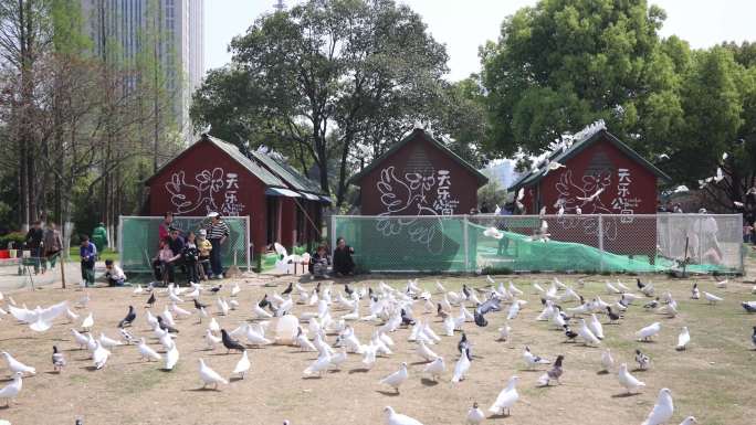 合肥高新区天乐公园鸽子鸽棚