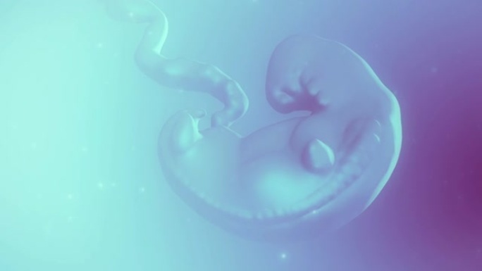 人类胚胎3D胚胎三维胚胎全息胚胎