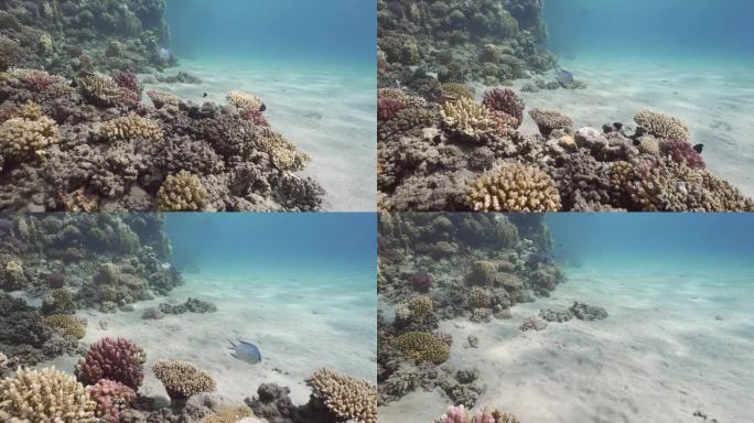 在纽约州立大学的沙子和珊瑚礁边界上的水下生活，慢动作
