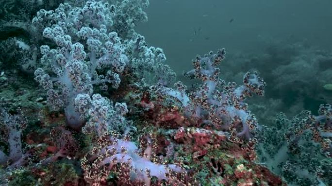 泰国深海海底的软珊瑚奇观